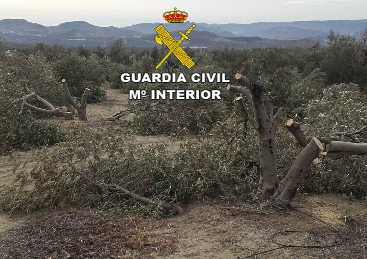 Roban una motosierra, talan varios olivares y cuelgan los vídeos en redes sociales