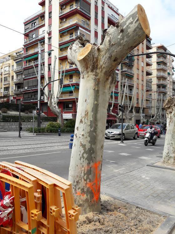 Salvada la mitad de los árboles del Paseo de la Estación condenados a la tala