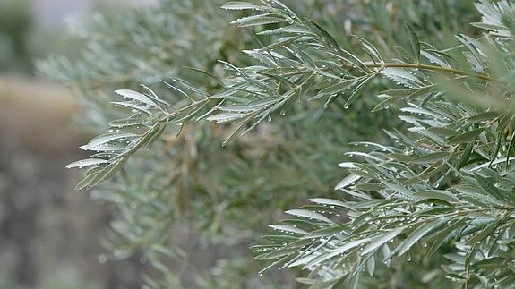 «Estas lluvias han sido una bendición»