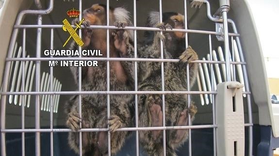 La Guardia Civil interviene en Lopera dos monos tití que se ofertaban en Internet por 4.000 euros