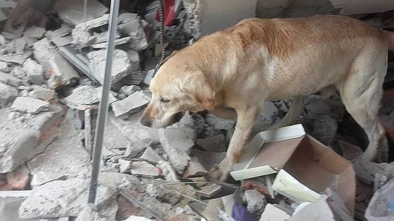 Dayko, el héroe de cuatro patas que murió salvando varias vidas tras el terremoto de Ecuador