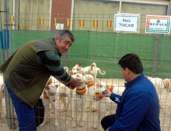 Rehalas y podencos de pura raza española en Vilches