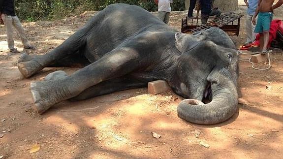 Muere un elefante tras ser obligado a transportar turistas con más de 40 grados