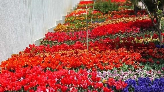 Planta cada año 30.000 tulipanes para recordar a su madre fallecida