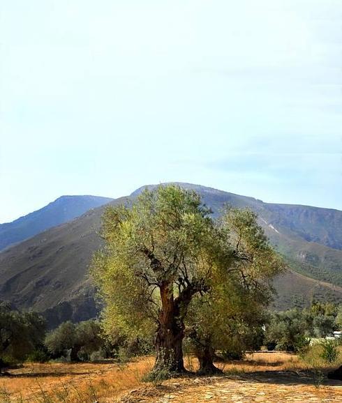 El olivo podría ayudarnos a tratar la alergia