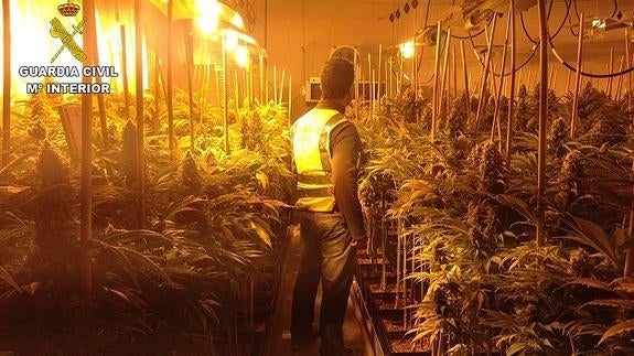Intervenidas 2261 plantas de 'maría' en dos naves industriales de Cijuela