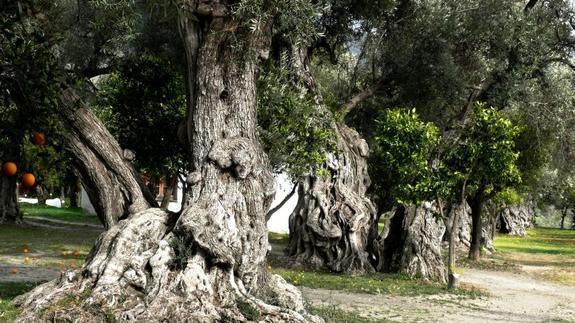 El polen del olivo se mantiene en nivel extremo con más de tres mil granos por metro