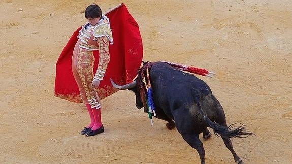 'Mantecoso', mejor toro del Corpus 2016 para el Colegio de Veterinarios