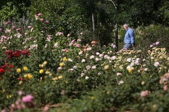 La floración tardía alarga hasta junio el pesar de 47.000 alérgicos
