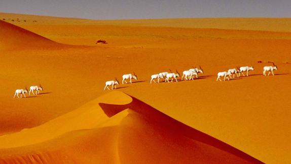 Van camino de la extinción