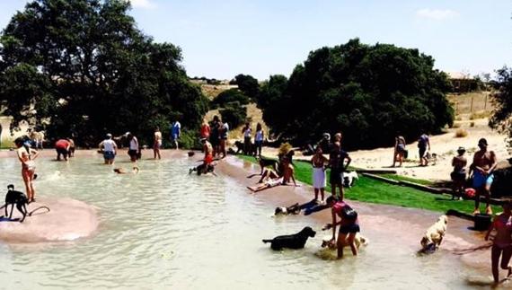 Este verano abre en Madrid la primera piscina para perros