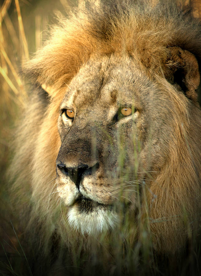 La huella del león más querido