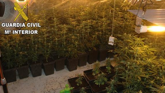 Tres detenidos por tener 156 plantas de marihuana