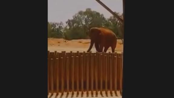 Un elefante mata a una niña de 7 años en un zoo al lanzarle una piedra con la trompa