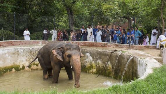 La depresión del elefante Kaavan moviliza a todo el mundo