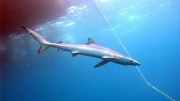 Una tiburón muerde a un bañista en una playa de Elche
