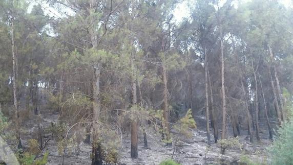 Un rayo causó el fuego que quemó cuatro hectáreas en La Puerta de Segura