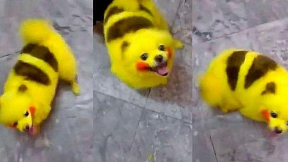 Un fan de ‘Pokémon’ tiñe a su perro y lo ‘convierte’ en Pikachu