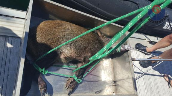Rescatan a un jabalí que estaba dentro del mar