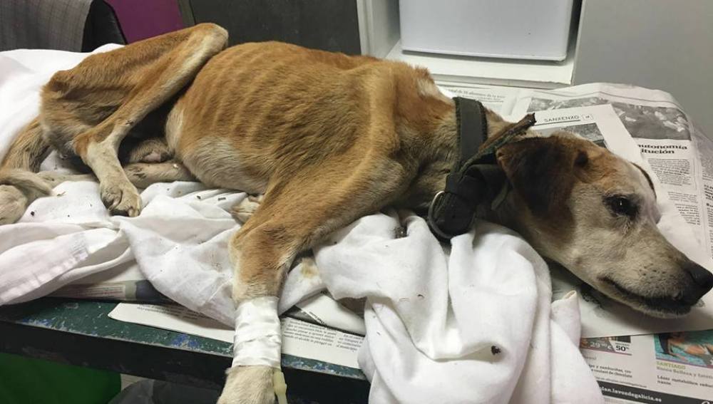 Buscan hogar para este perro abandonado que lleva dos meses sin comer