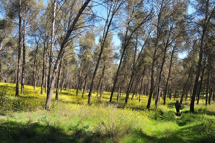 La 'isla verde' de Láchar