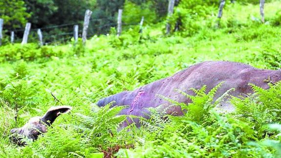 Muere un hombre embestido por un toro mientras paseaba