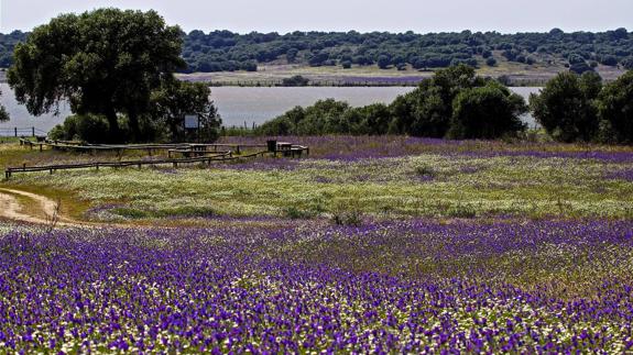 El Gobierno andaluz defiende hoy en el Parlamento su veto al proyecto de Gas Natural en el entorno de Doñana