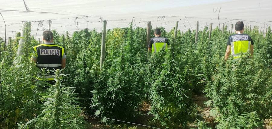 Encuentran 800 kilos de marihuana en un invernadero desmantelado de Alcolea