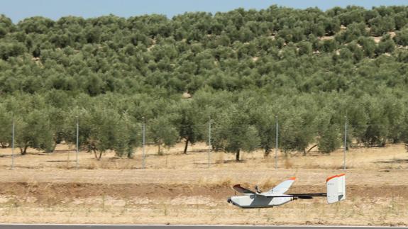 El olivar afronta su segunda revolución tecnológica para garantizar la rentabilidad