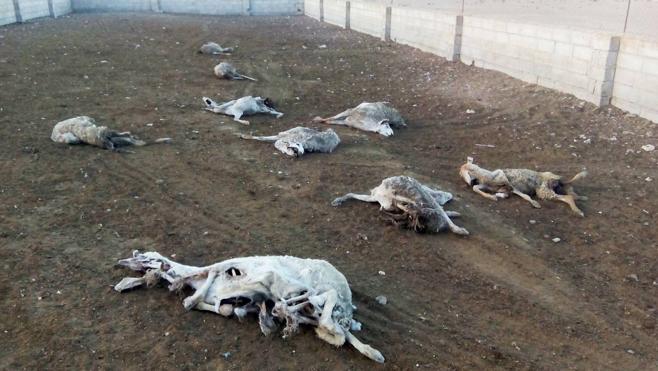 «Temí que la siguiente presa fuera yo»