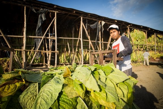 Tan sólo 150 secaderos sobreviven al desmantelamiento del tabaco en la Vega