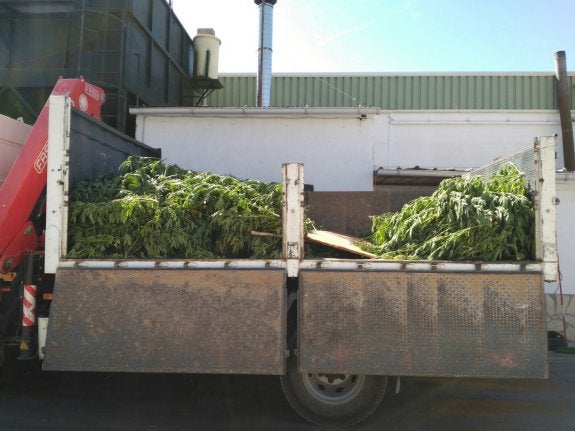 420 kilos de marihuana en bruto