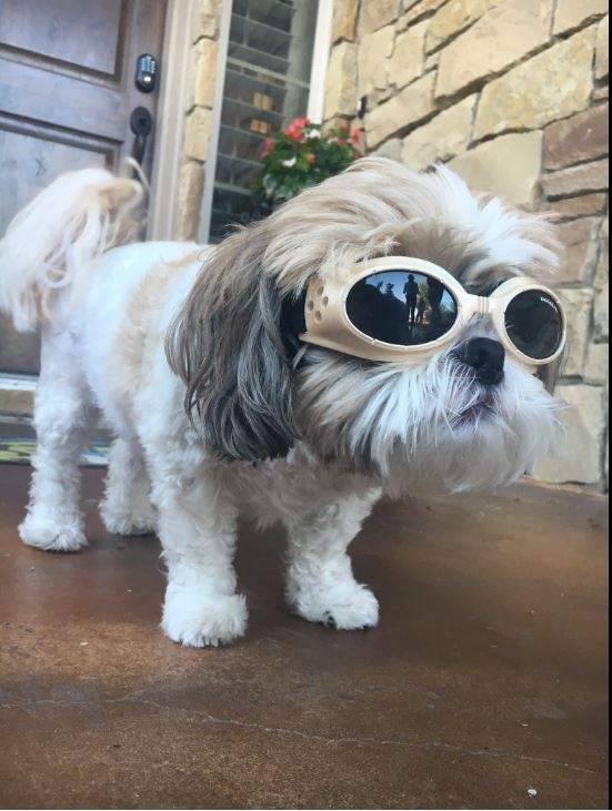 Jax, el perro con glaucoma al que el veterinario le prescribió unas gafas