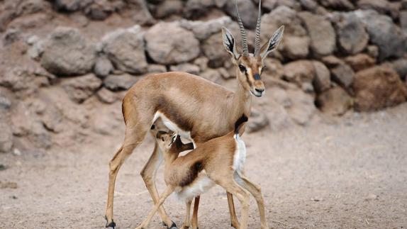 Trasladan 43 ejemplares de gacelas de Cuvier a reservas de Almería