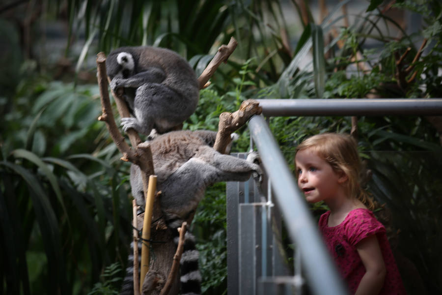 ¿También hay animales políticos?