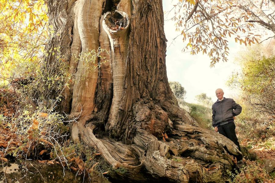 Castaños de altura y gordura