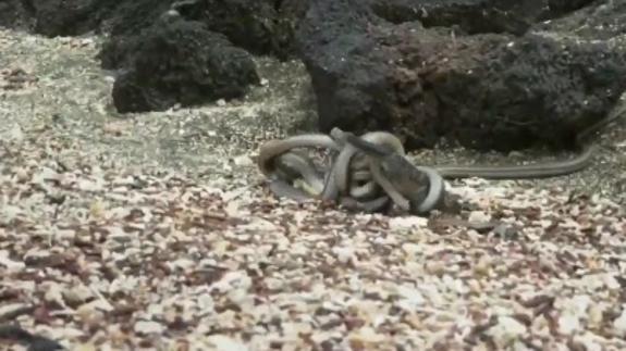 La escena más emocionante de la historia de los documentales