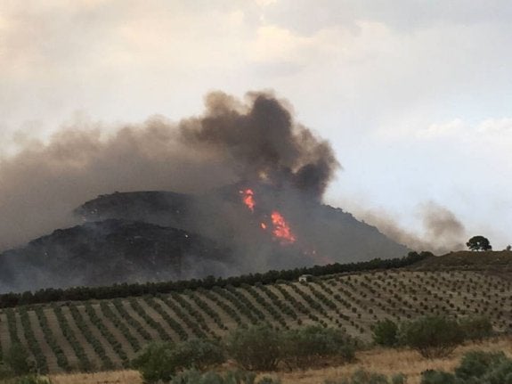 Los pinos brotan de nuevo en Quesada un año después del mayor fuego de la historia de Jaén