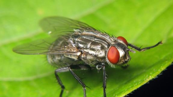 ¿Por qué las moscas nos molestan más en otoño?