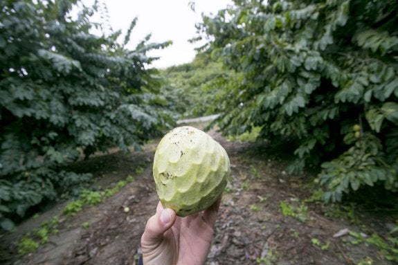 Los productores aspiran a duplicar el precio de los subtropicales tras la lluvia