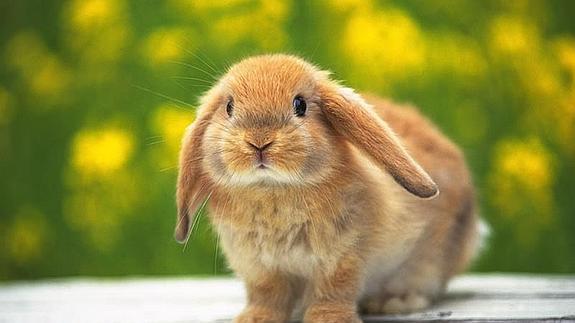 El maltrato de un padre que cocinó a la mascota de sus hijos para cenar