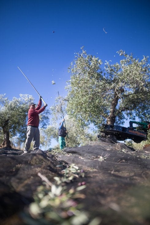 Los aceituneros 'cogen la vara'