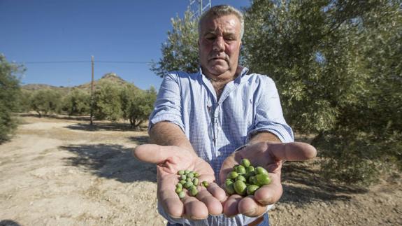 La provincia de Jaén cuenta ya con todos los albergues abiertos para temporeros en la aceituna