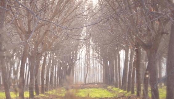 Los árboles, según García Lorca