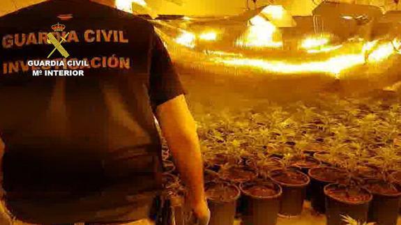 Detienen a 21 personas por cultivar marihuana de lujo en Málaga