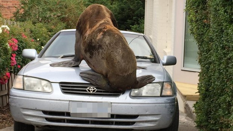 Un león marino de 200 kilos por las calles de Tasmania