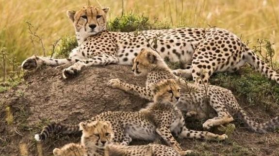 Un estudio señala que el guepardo está cada vez más cerca de la extinción