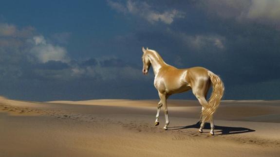 El 'caballo venido del cielo' es el más bonito mundo: apenas quedan 1.000 ejemplares