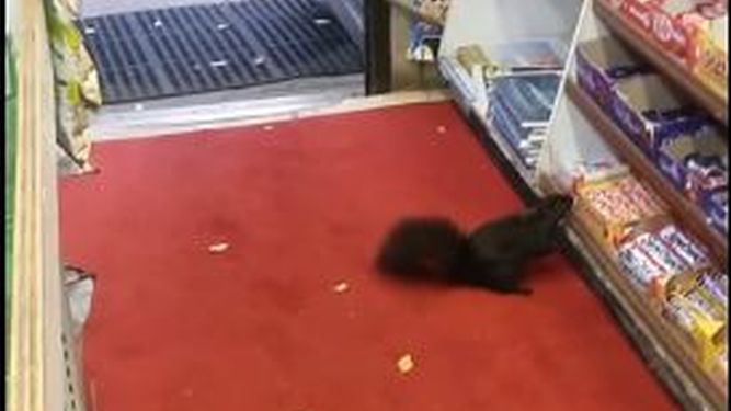 Una 'banda organizada' de ardillas roba más de 40 chocolatinas de una tienda