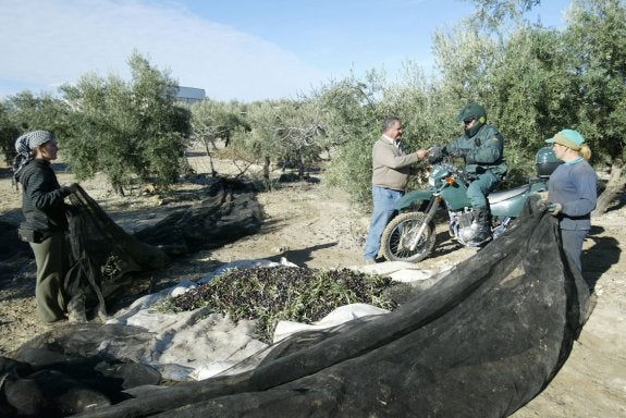 Robo de tres toneladas de aceituna en una finca de Santiago de Calatrava